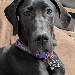 Great Dane Puppies from Phoenix Family Danes