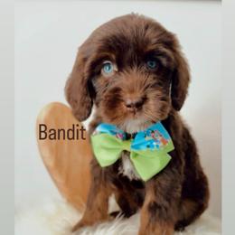 Bandit - Tri-color male Australian Labradoodle puppy in Arden, North Carolina from Kismet Labradoodles