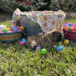 Bulldog Puppies from Semper Fi Bulldogs