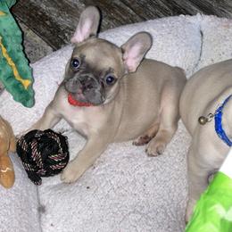 French Bulldog Puppies from Orderofthebulldogs, LLC