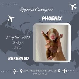 Girl 3 - Cavalier King Charles Spaniel puppy in Spokane, Washington from Treasured Cavaliers of the Pacific Northwest