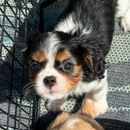 Chica - Tri-color female Cavalier King Charles Spaniel puppy in Spring Hill, Florida from Stardom Chihuahuas & CKCS