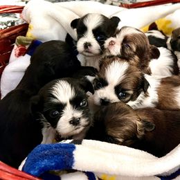 Pomeranian and Shih Tzu Puppies from Laik’s Little Shihtz & Poms