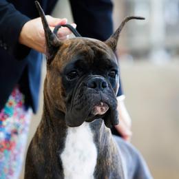 Darth - Brindle male Boxer puppy in Victoria, Texas from Quinney’s Boxers and Boston Terriers