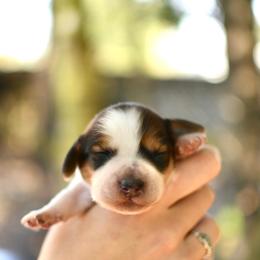 Dachshund puppies from Paradox Dachshunds