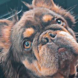 Karla - French Bulldog