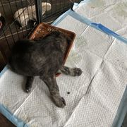 Lurcher Puppies from Sharp Turn Lurchers