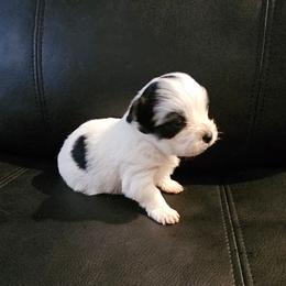 Rosie - Parti female Yorkshire Terrier puppy in Duncan, South Carolina from Sonshine Yorkies