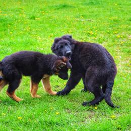 German Shepherd and Pembroke Welsh Corgi Puppies from Muddy Paws Corgis / Von Blake's Gedächtnis