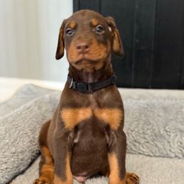 Black Collar - Red and rust male Doberman Pinscher puppy in Lake City, Florida from Paintedcrazy Doberman Pinchers