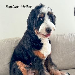 Bernedoodle, Goldendoodle, Poodle, and Sheepadoodle All Grown Up from Dapper Doodles