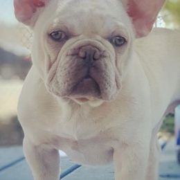 French Bulldogs from Neria's Frenchies