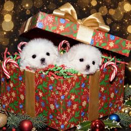 Shichon and Shih Tzu Puppies from Angie’s Teddy Bear Puppies Minnesota