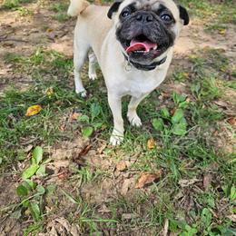 Zig - Fawn male Pug puppy in Kodak, Tennessee from My Princess Pugs