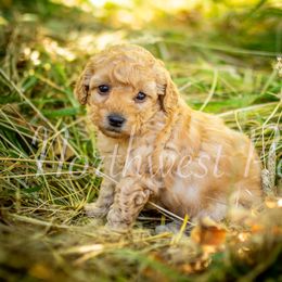 Poodle Puppies from Northwest pets Poodles