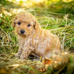 Poodle Puppies from Northwest pets Poodles