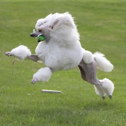 Poodles from Serenity Standard Poodles
