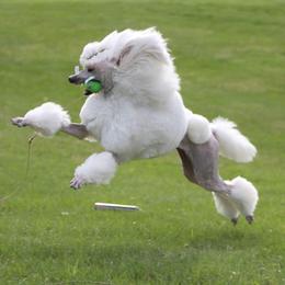 Poodles from Serenity Standard Poodles