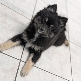 Nova - Tri-color female Pomsky puppy in Temple, Texas from Lone Star Pomsky