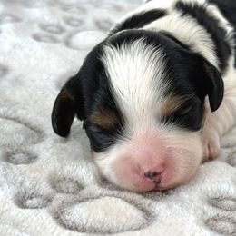 Cavapoo puppies from Horseshoe Drive Kennel
