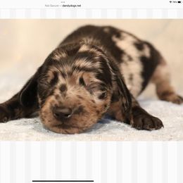 Dachshund Puppies from Dollhouse Miniature Dachshunds