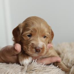 Red - Apricot male Australian Labradoodle puppy in Williamstown, New York from Lewis Manor Labradoodles
