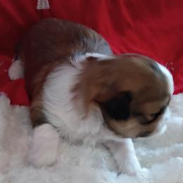 Little miss - Tricolor female Shih Tzu puppy in Browns Summit, North Carolina from Lisa's Shih Tzus