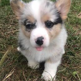 American Corgis and Pembroke Welsh Corgis from TW Corgis