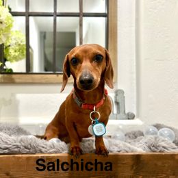 Chicha - Dachshund