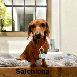 Chicha - Dachshund