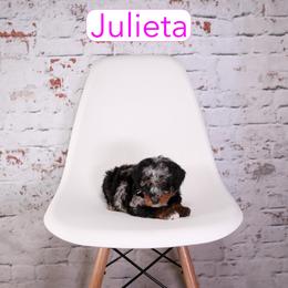 Julieta - female Aussiedoodle puppy in Calhoun, Georgia from Happy Top Doodles