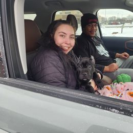 Victim (black) - Black male Cane Corso puppy in Manitowoc, Wisconsin from Sinner & Saint Cane Corso