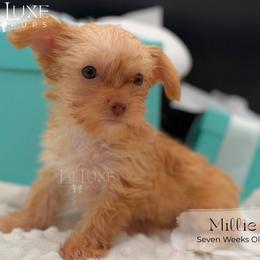 Millie - Sable female Yorkshire Terrier puppy in Scottsdale, Arizona from Lil Luxe Pups