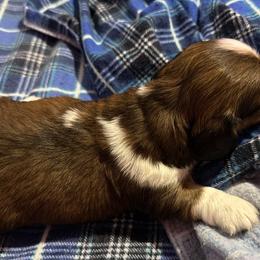 Tri - Piebald female Dachshund puppy in Crab Orchard, Kentucky from Lucy’s legacy dachshunds