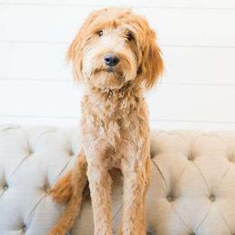 Lucy - Goldendoodle