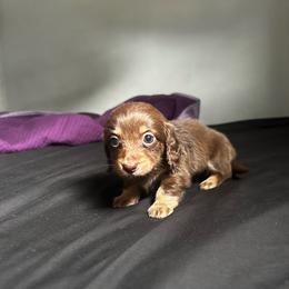 Boy Akc - Chocolate and cream male Dachshund puppy in Lehigh Acres, Florida from Ruby Rose Dachshund Dynasty