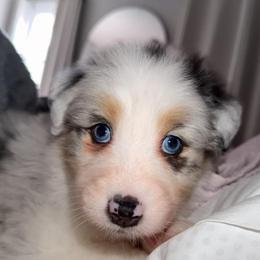 Birdie - Blue merle female Australian Shepherd puppy in Anniston, Alabama from All Hale Aussies