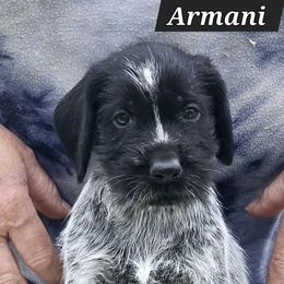 Boy 2 - Liver and white male German Wirehaired Pointer puppy in Wellston, Ohio from Blue Line GWPs