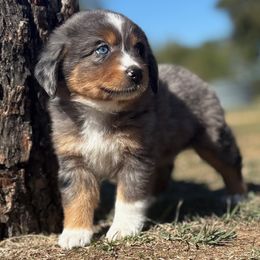 Autumn - Blue merle female Miniature Australian Shepherd puppy in Granbury, Texas from Jubilee Acres