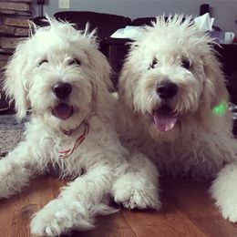 Goldendoodle All Grown Up from Southern Coast Goldendoodles