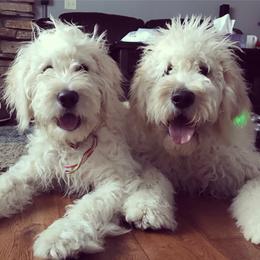 Goldendoodle All Grown Up from Southern Coast Goldendoodles