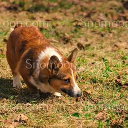 Boy 1 - male Miniature Pinscher puppy in Eaton, New York from Snomoon Miniature Pinschers  & Pembroke Welsh Corgi