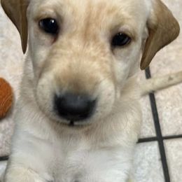 Labrador Retrievers from Diamond M Retrievers