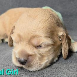 Teal - Buff female Cocker Spaniel puppy in Lebanon, Missouri from Spring Hollow Cocker Spaniels