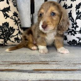 Blue collar - Dapple male Dachshund puppy in Cherry Valley, California from Sugar and Spice Dachshunds