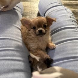 Smiley 5,000 - Blue fawn male Chihuahua puppy in Summerfield, Florida from Uey’s Chihuahuas