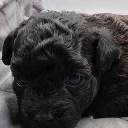 Lincoln - Black male Poodle puppy in Walterboro, South Carolina from Puddlejumpers