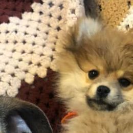 Companion Crosses and Pomeranians from McCoy’s Farm