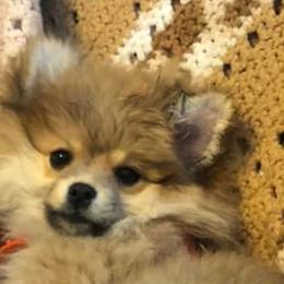 Companion Crosses and Pomeranians from McCoy’s Farm