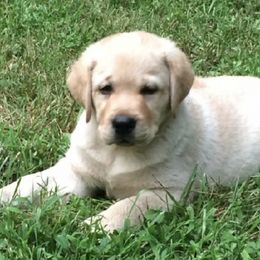 Labrador Retrievers from Smokey Hollow Labradors